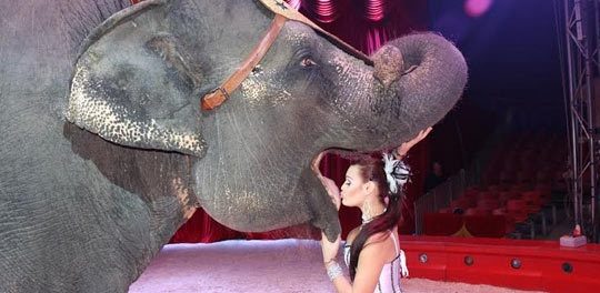 CIRCO EN ESPAÑA CON ANIMALES