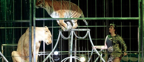 Animales de Circo
