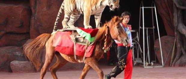 Animales en Mexico 2016