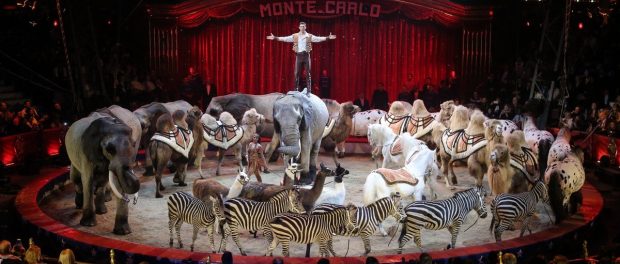 MONTECARLO FESTIVAL 2018 ANIMALES